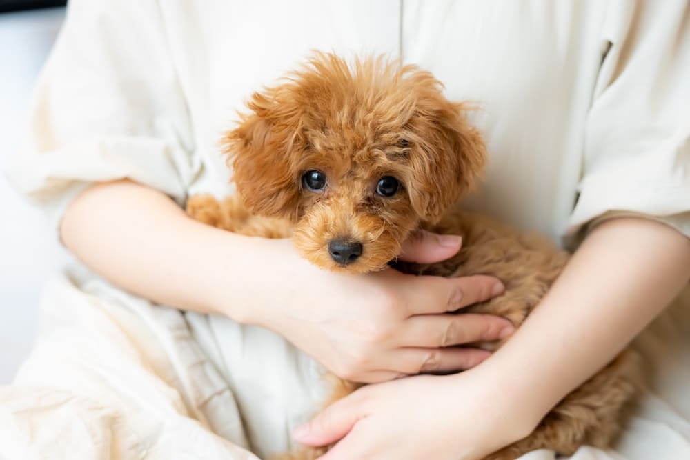実は…ペット可物件が得意